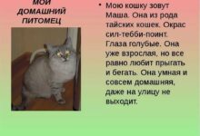 Photo of Спор о домашнем животном: кто владелец?