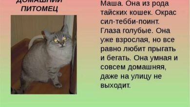 Photo of Спор о домашнем животном: кто владелец?