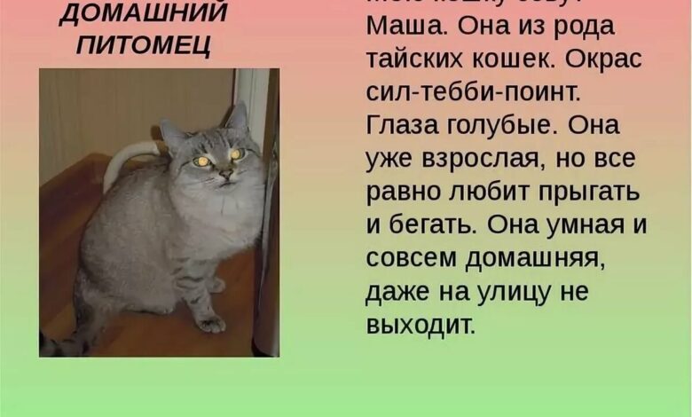 Photo of Спор о домашнем животном: кто владелец?