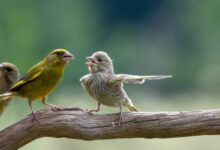 Photo of Спор о даче: кто является собственником?